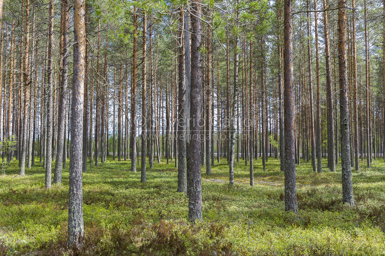 Scots PInes